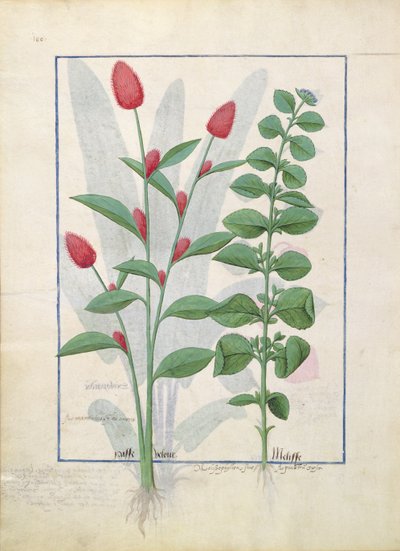 Illustration from the Book of Simple Medicines by Mattheaus Platearius 161v by Robinet Testard